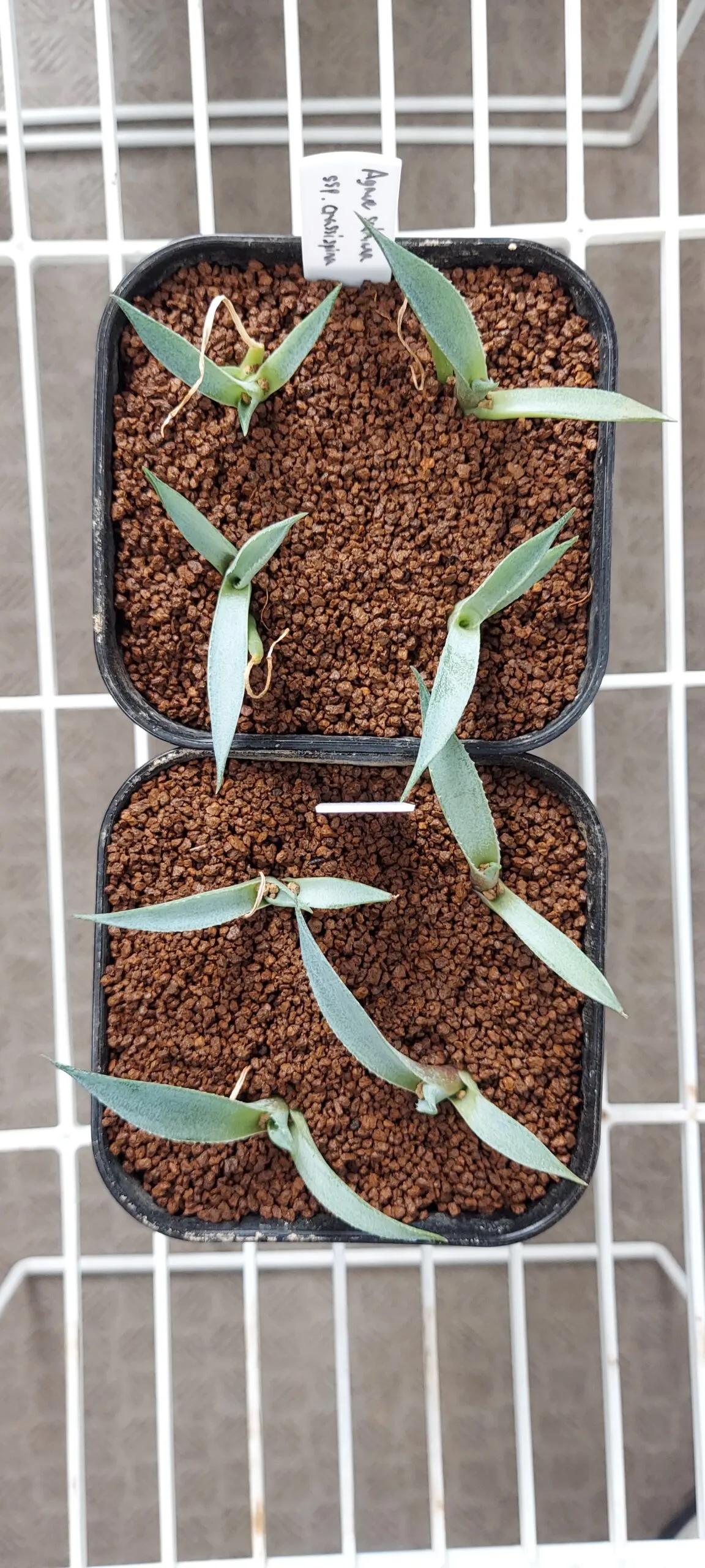 Agave crassispina subsp. crassispina (アガベ サルミアナ クラシスピナ)