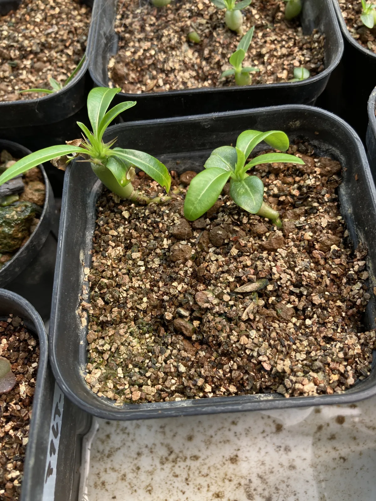 Pachypodium lamerei (パキポディウム ラメレイ 夢叶棒)