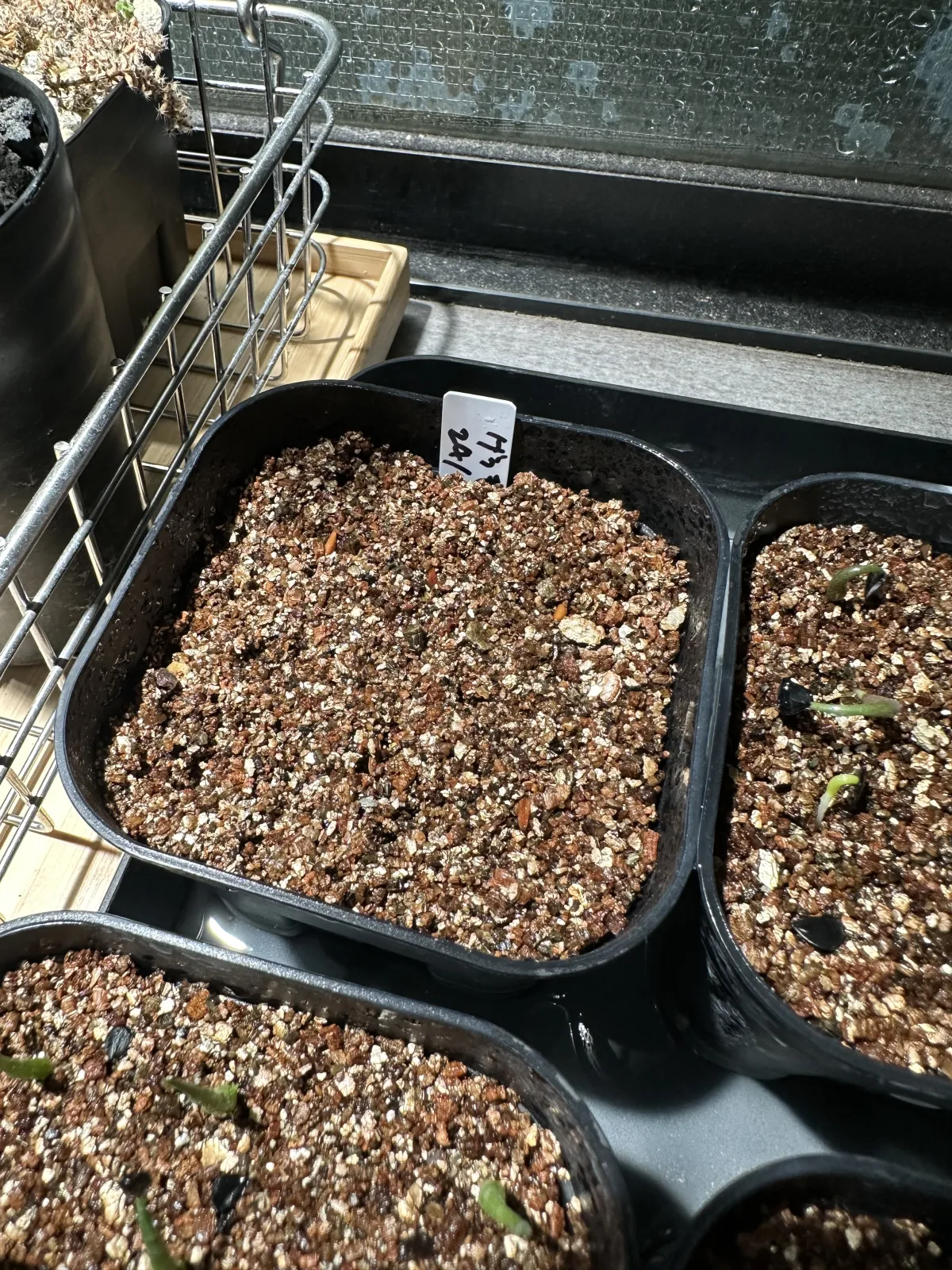 [無料種子] 発芽難 パキポディウム グラキリス　 Pachypodium rosulatum var. gracilius