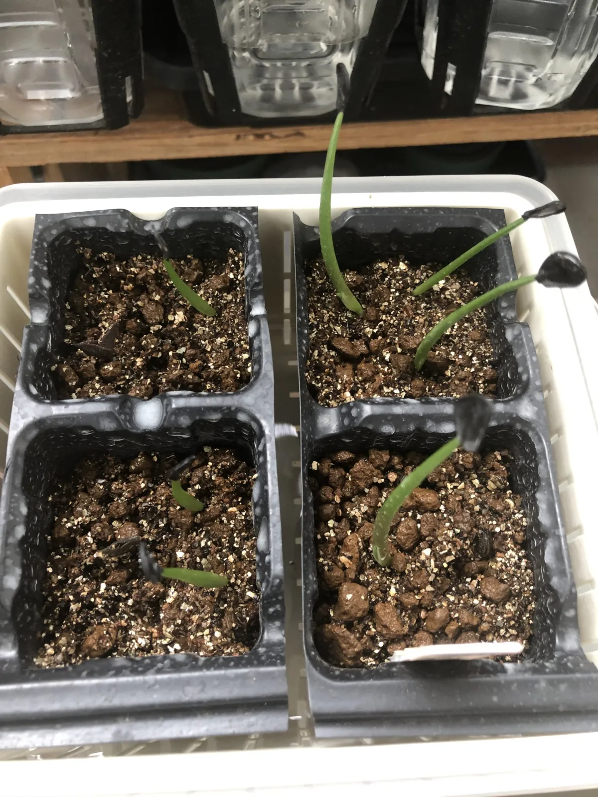 Agave mapisaga (アガベ マピサガ)