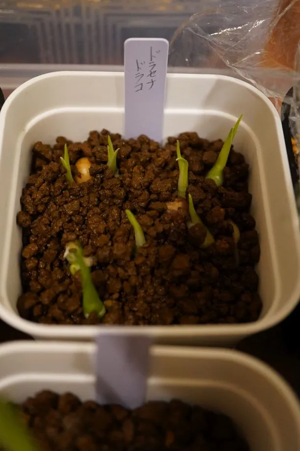 Dracaena draco subsp. draco (ドラセナ ドラコ)