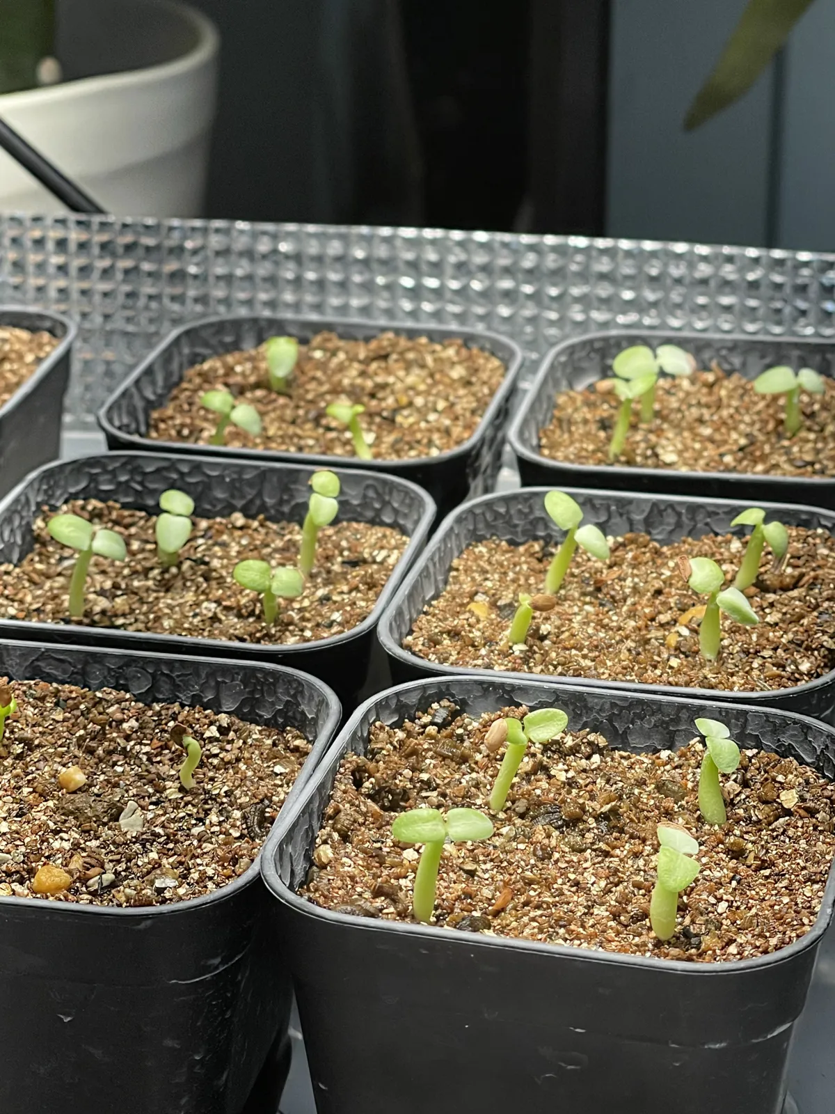 Pachypodium enigmaticum (パキポディウム エニグマチカム)