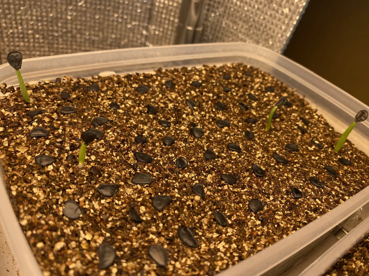 Agave parryi x flexispina (アガベ パリー x フレキシスピナ)