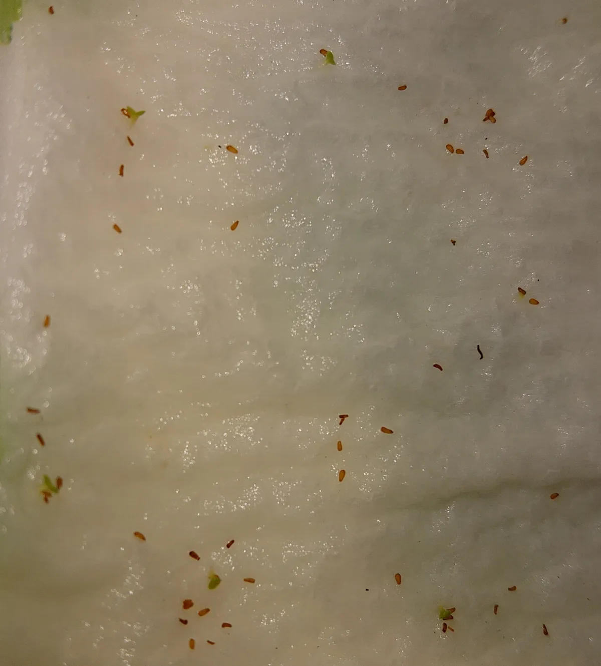 Tylecodon wallichii (ティレコドン ワリチー)