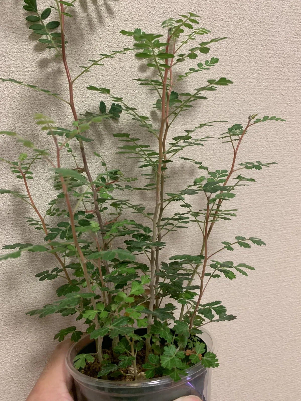 Pachycormus discolor (パキコルムス ディスカラー)