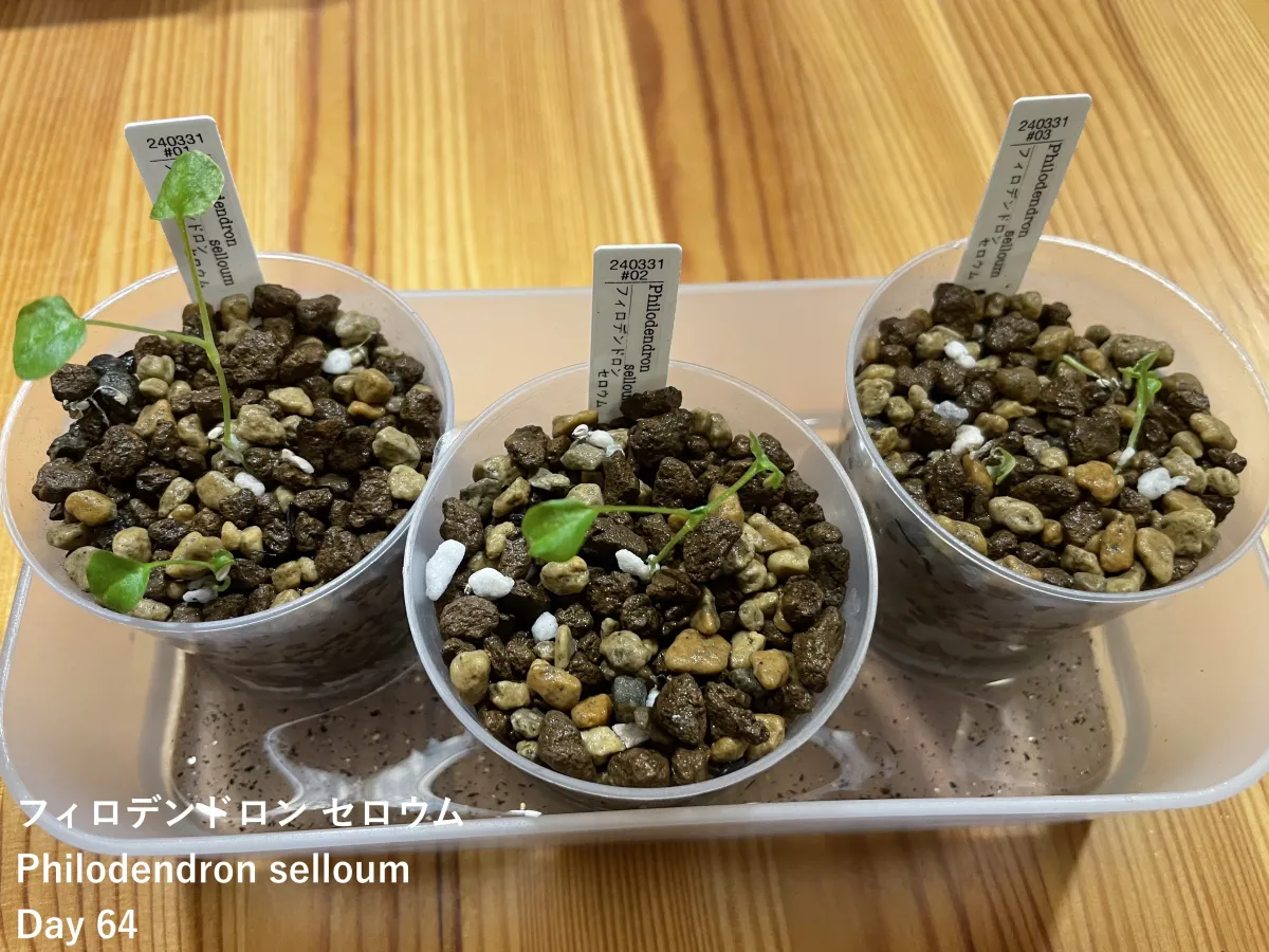 Philodendron selloum (フィロデンドロン セロウム)