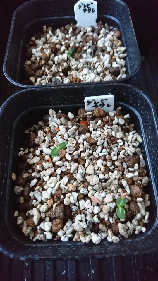 [モニター種子] パキポディウム ブレビカウレ Pachypodium brevicaule ssp. brevicaule