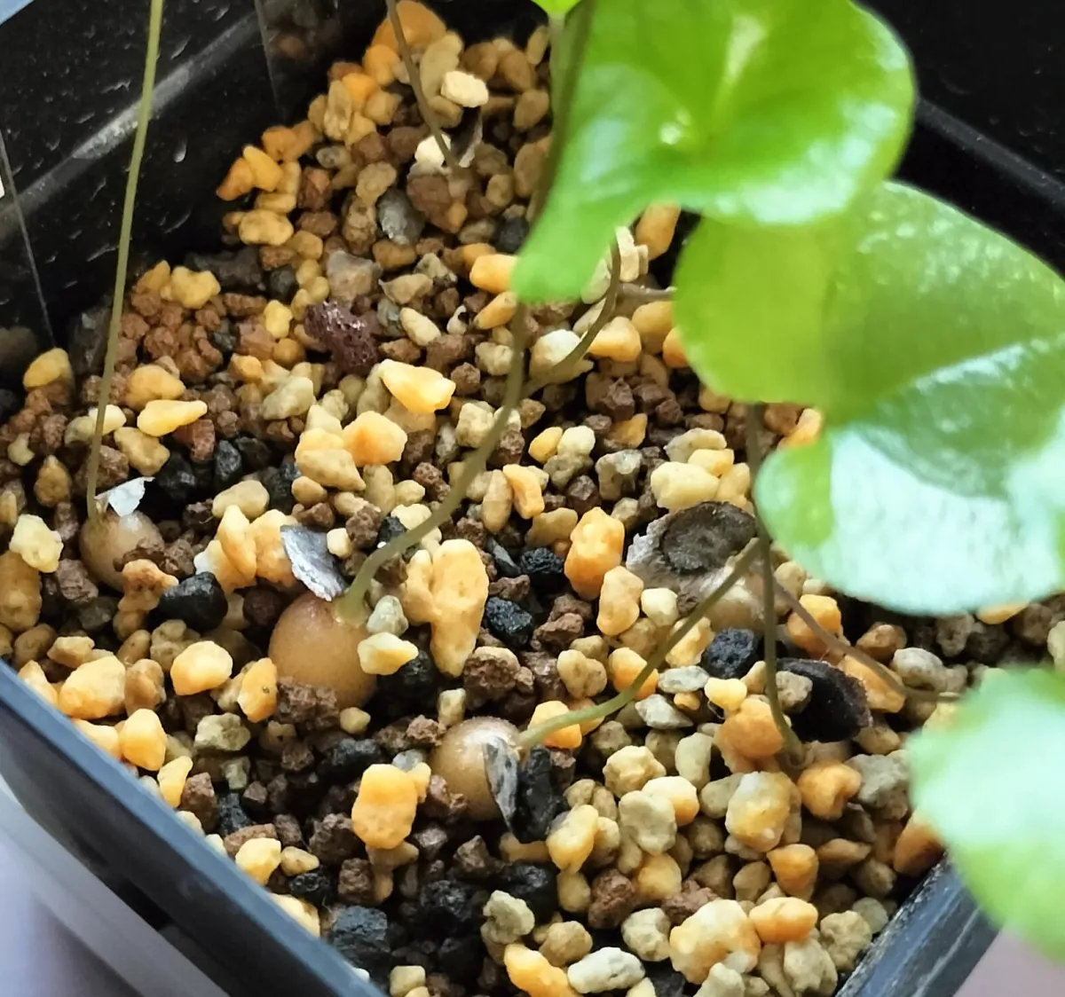 [チャレンジ種子] 亀甲竜 Dioscorea elephantipes ディオスコレア エレファンティペス 未発芽ロット