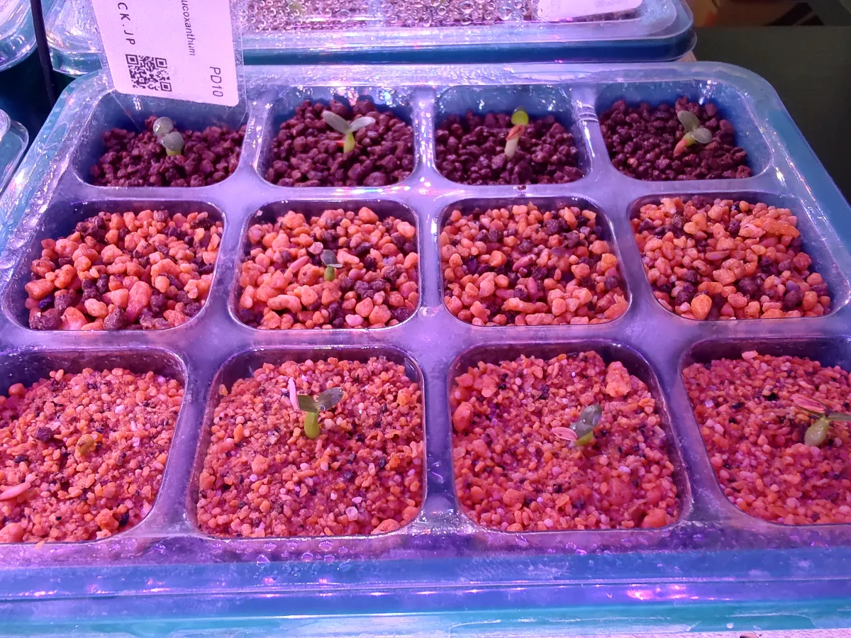 Pachypodium brevicaule subsp. leucoxanthum (パキポディウム レウコキサンツム)