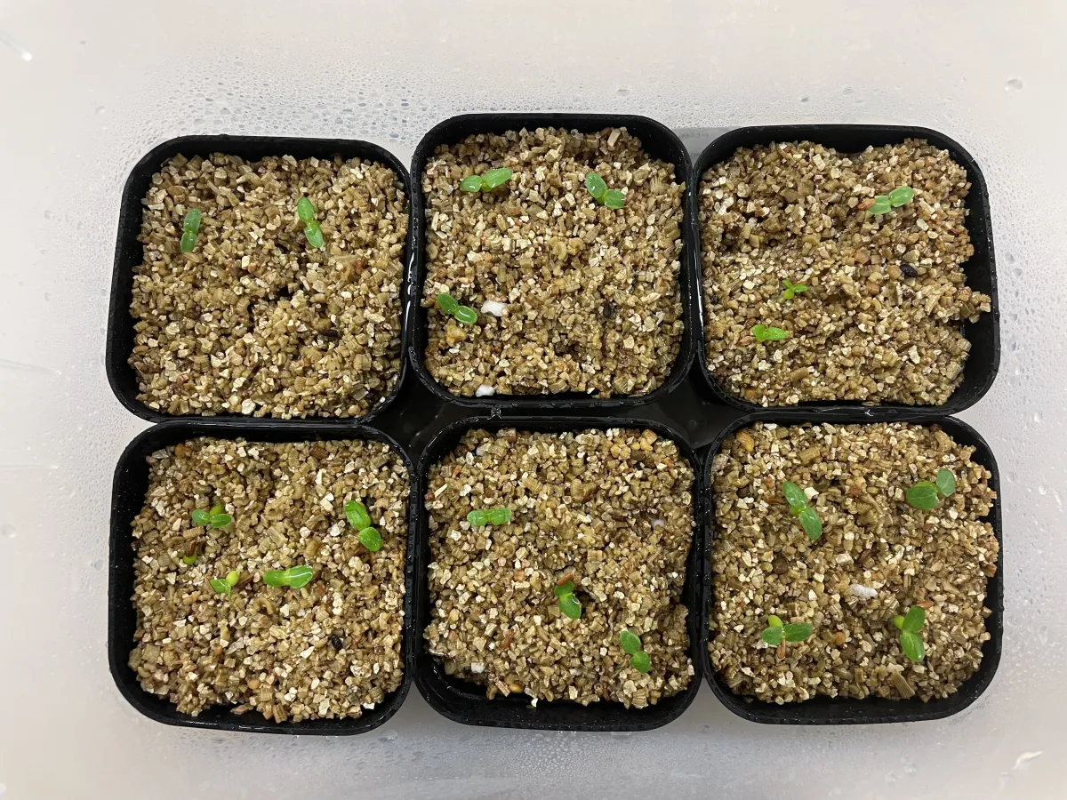 Pachypodium brevicaule subsp. leucoxanthum (パキポディウム レウコキサンツム)