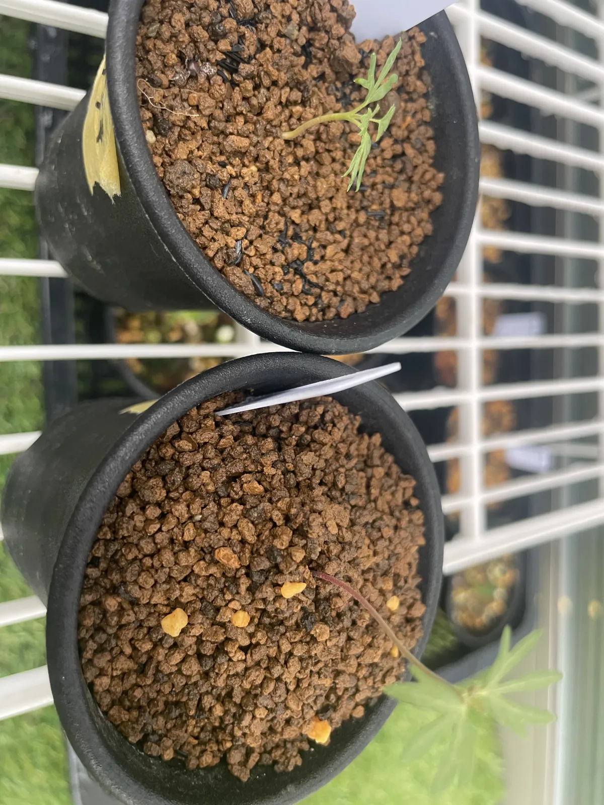 Boswellia sacra (ボスウェリア サクラ)