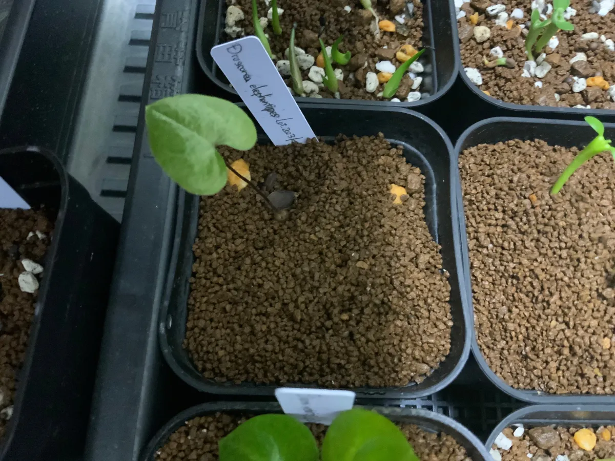 Dioscorea elephantipes (ディオスコレア エレファンティペス アフリカ亀甲竜)