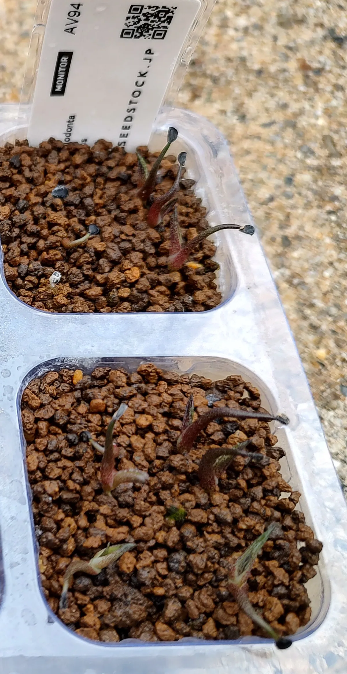 Agave megalodonta (アガベ メガロドンタ)