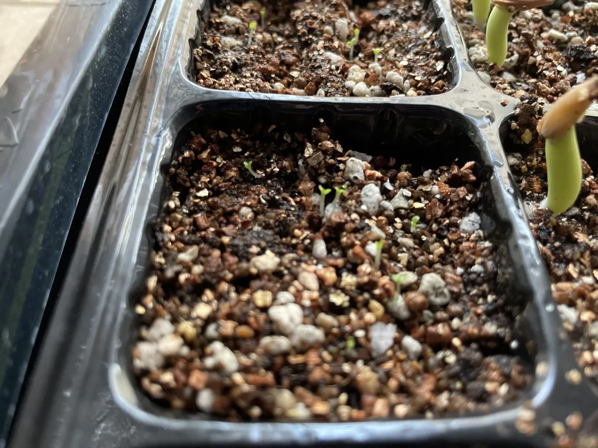 Tylecodon paniculatus (ティレコドン パニクラタス)