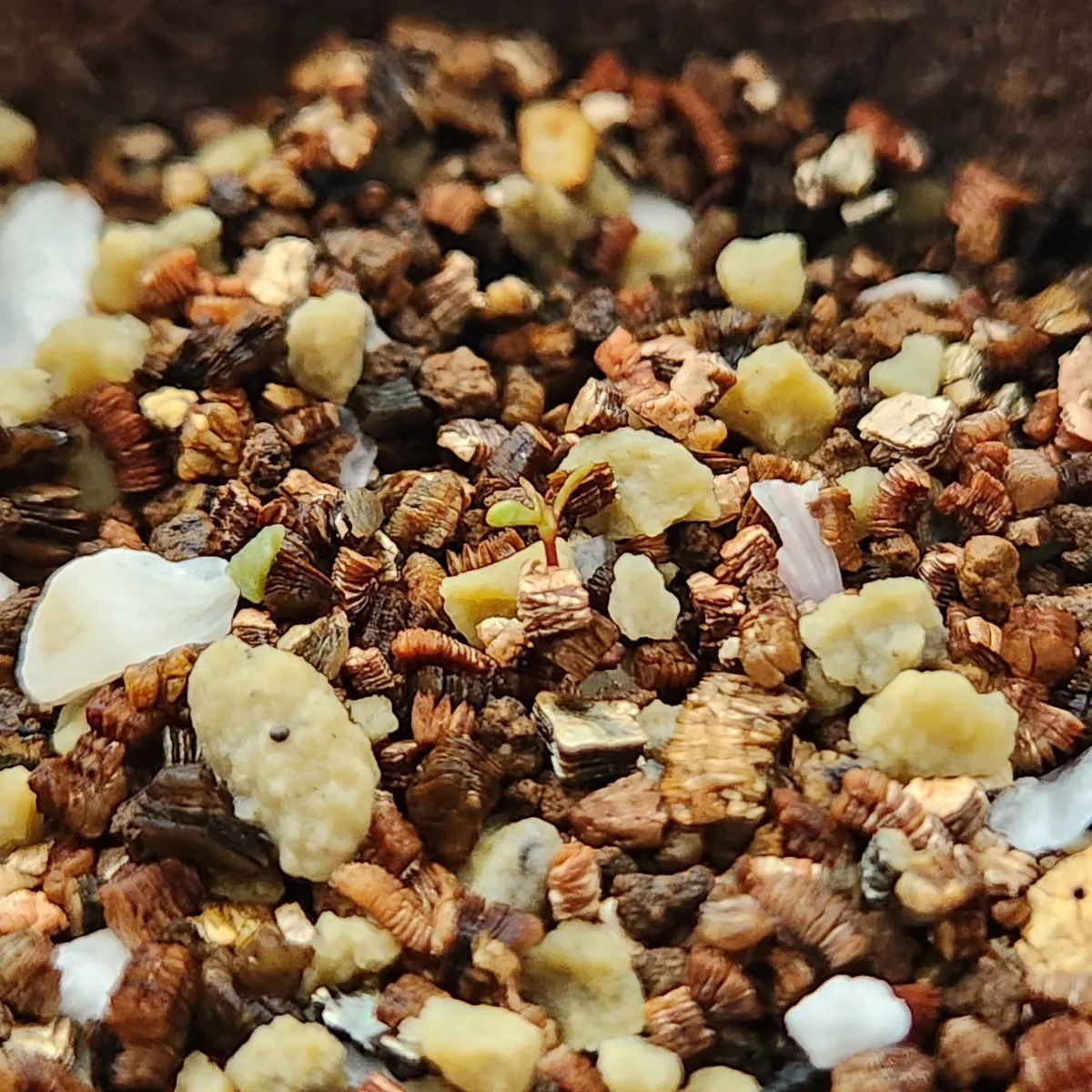 Eucalyptus websteriana Heart Leaf Eucalyptus (ユーカリ ウェブステリアナ)