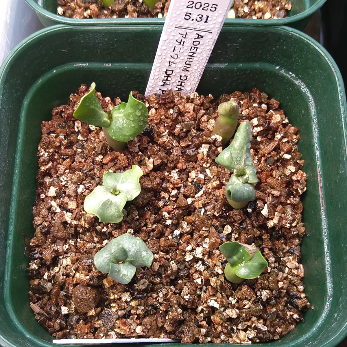 Adenium DHA PMK (アデニウム DHA PMK)