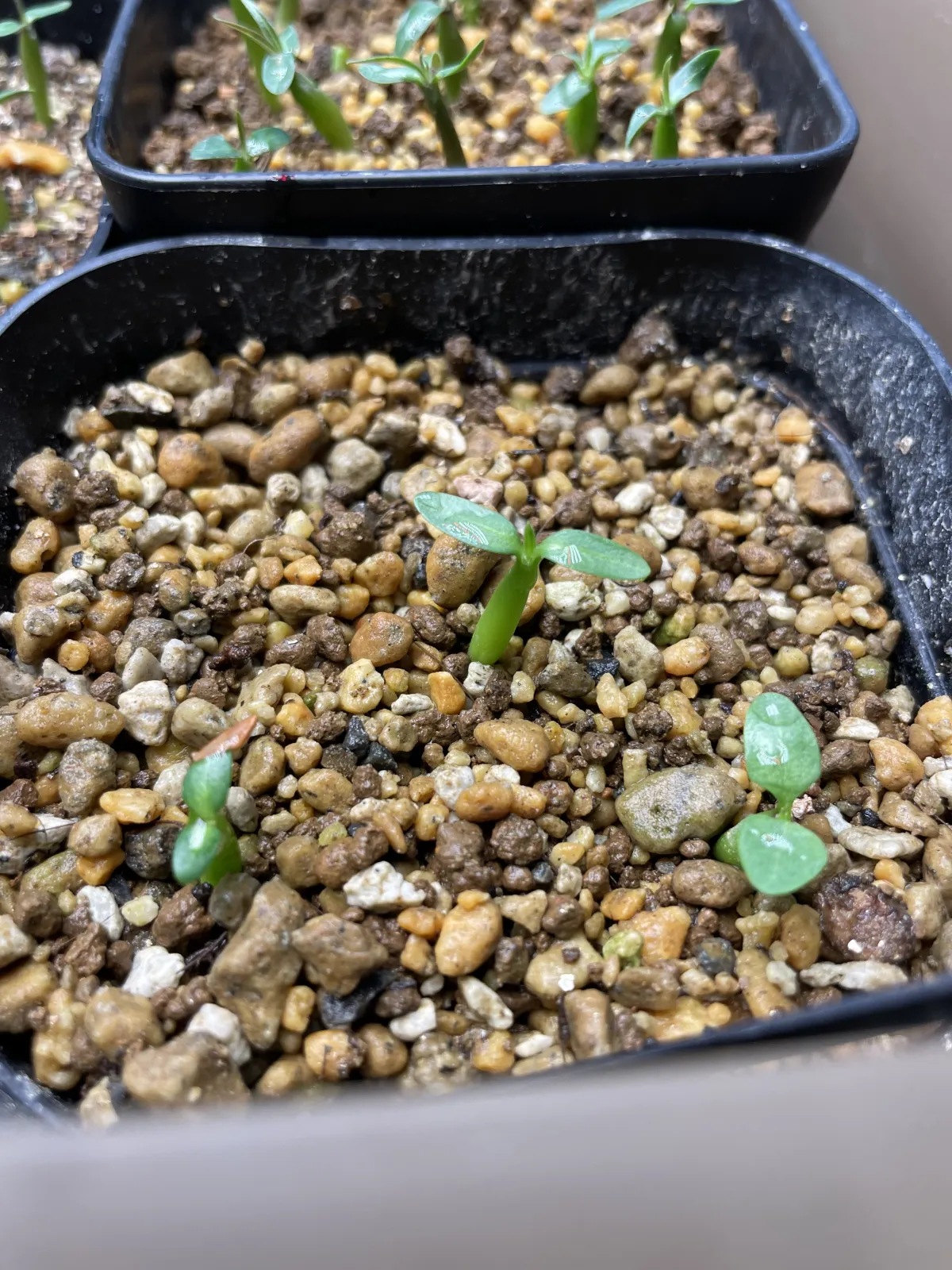 Pachypodium rosulatum subsp. makayense (パキポディウム マカイエンセ)