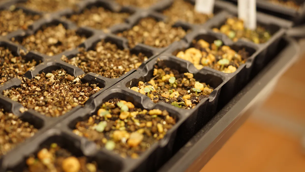 Dorstenia contrajerva (ドルステニア コントラエルバ)