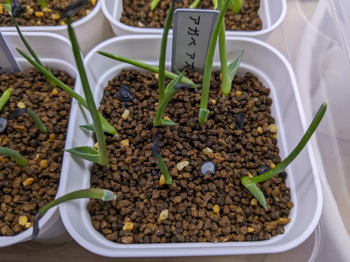 Agave Agave sp 'Azul Monterrey' (アガベ アズールモントレー)