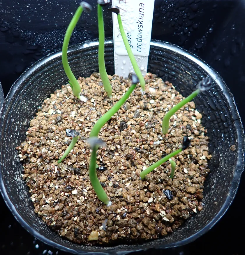 Agave rzedowskiana (アガベ ルゼドウスキアナ)