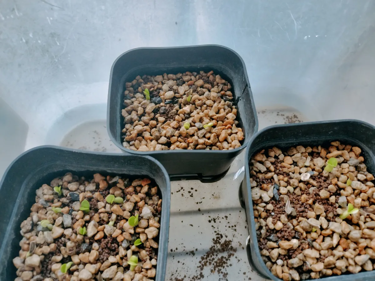 Fockea edulis (フォッケア 火星人)