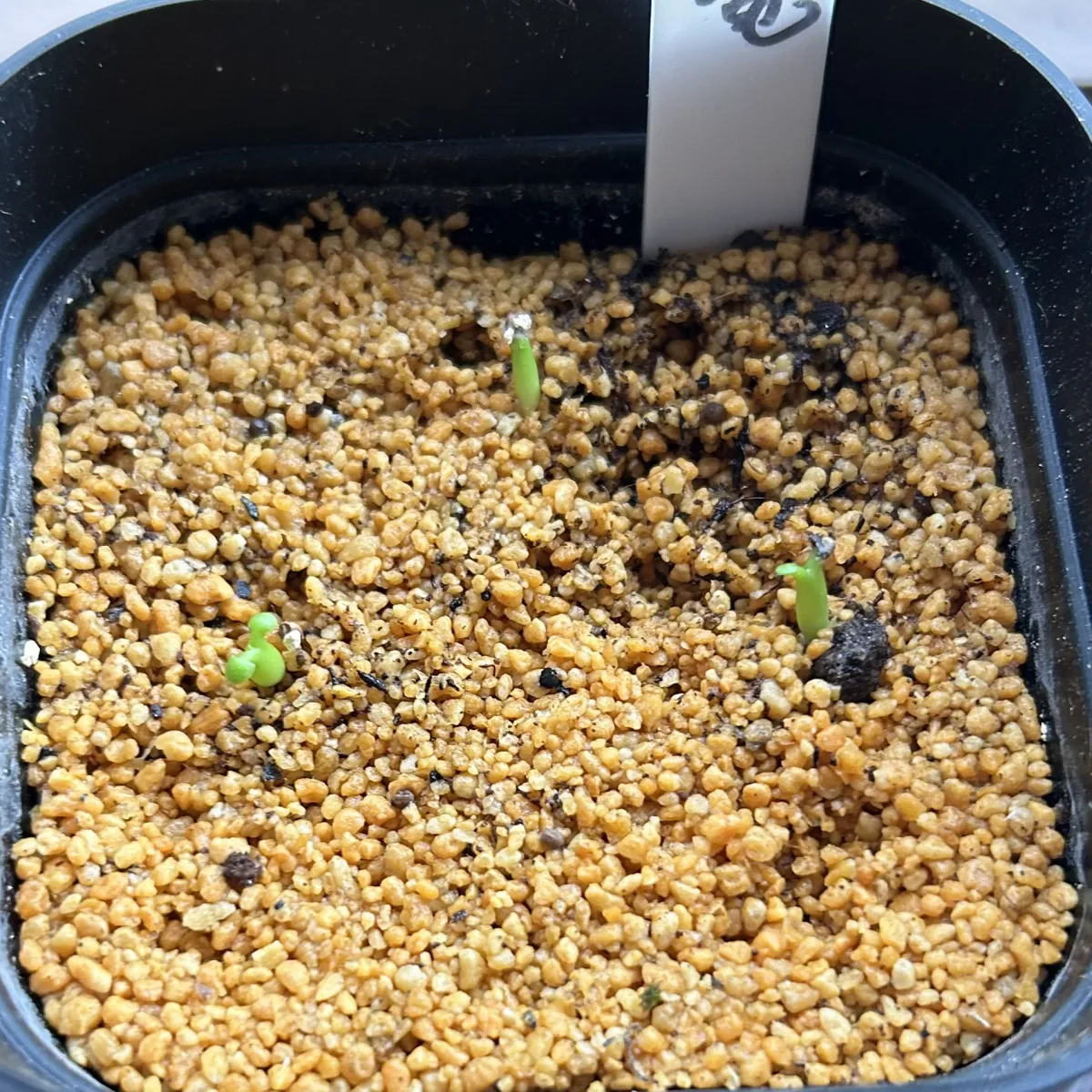 Euphorbia stellata (ユーフォルビア ステラータ 飛竜)