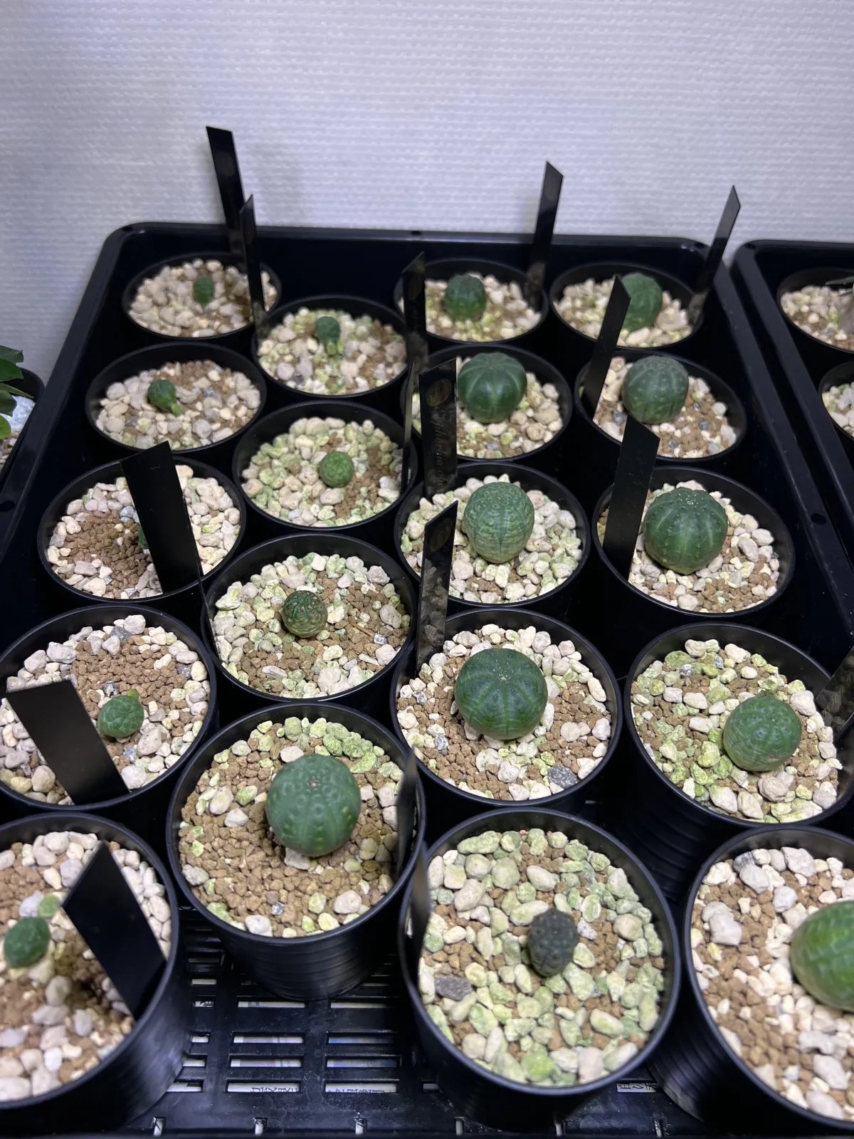 Euphorbia obesa subsp. obesa (ユーフォルビア オベサ)