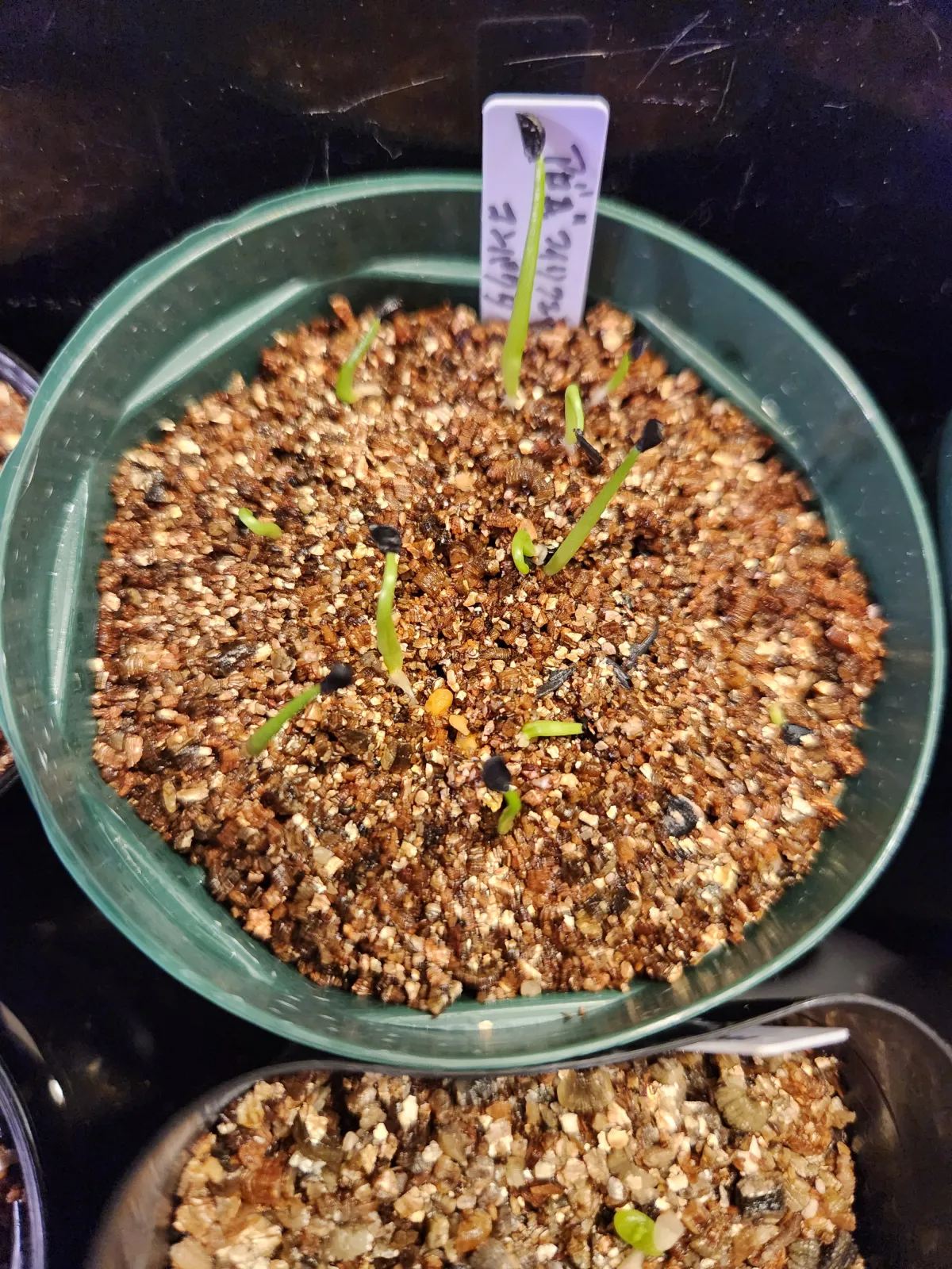 Agave filifera var. compacta (アガベ フィリフェラコンパクタ)