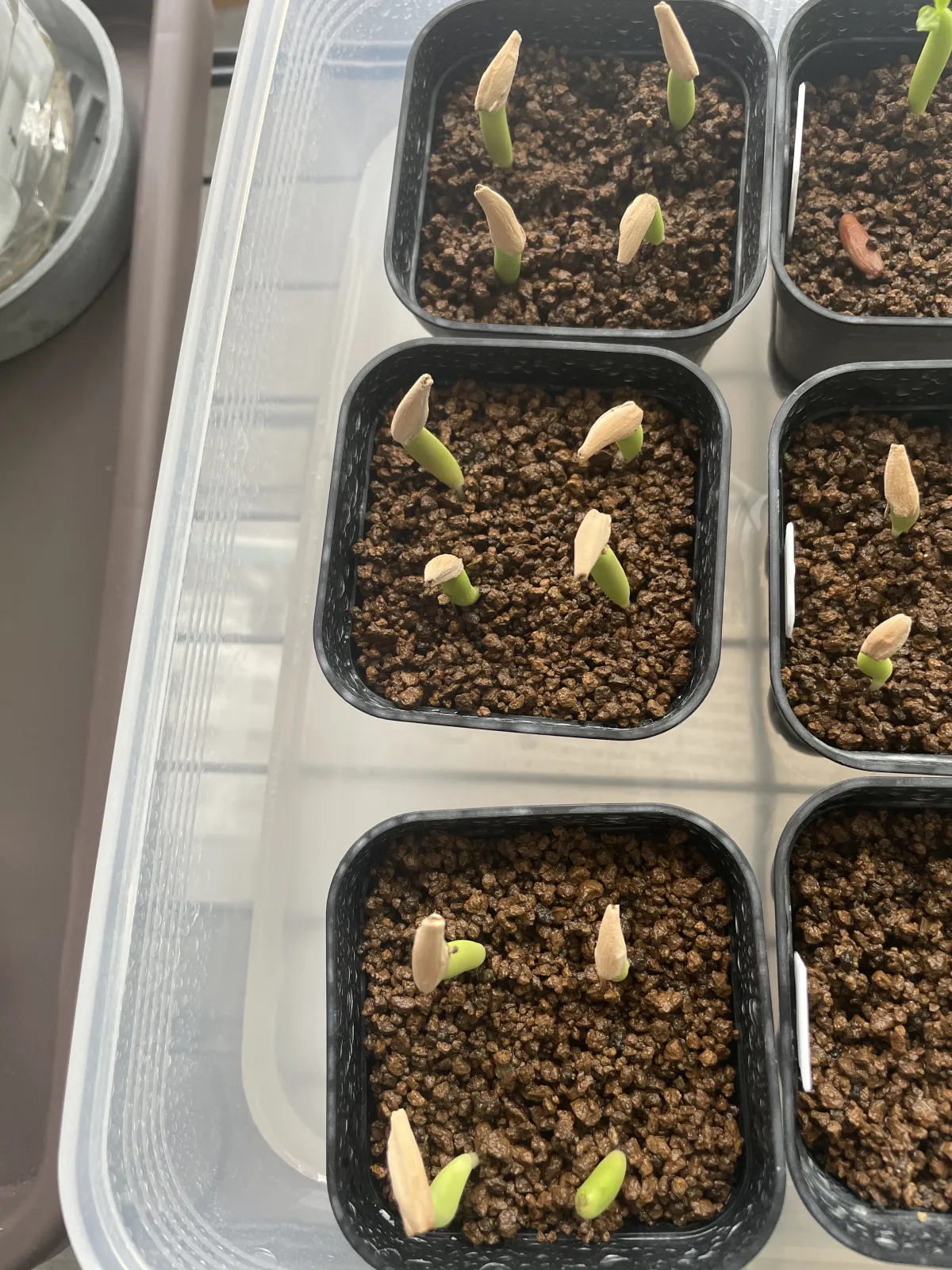 Adenium arabicum Black Stem (アデニウム アラビカム ブラックステム)