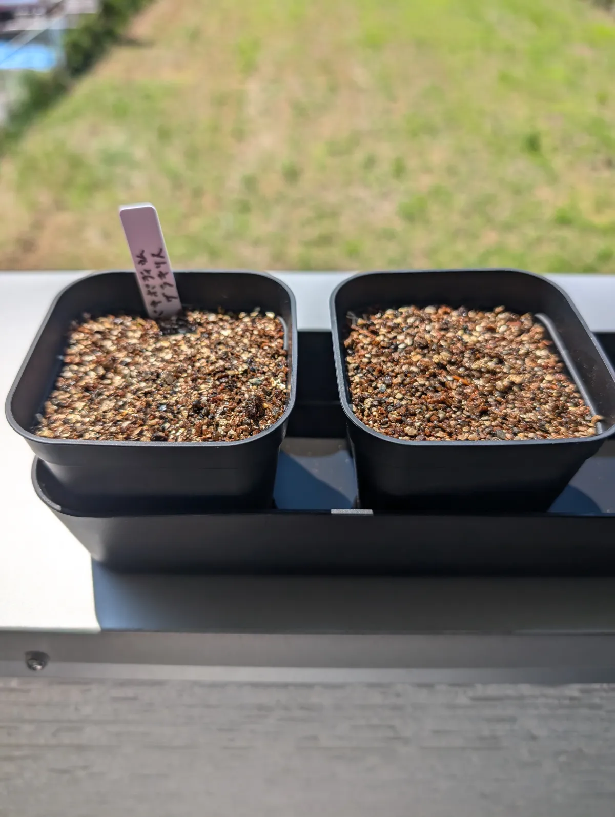 [無料種子] 発芽難 パキポディウム グラキリス　 Pachypodium rosulatum var. gracilius