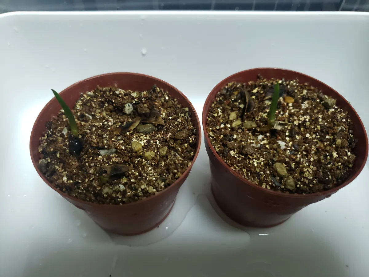 Aloidendron barberae (アロエ バルベラエ)