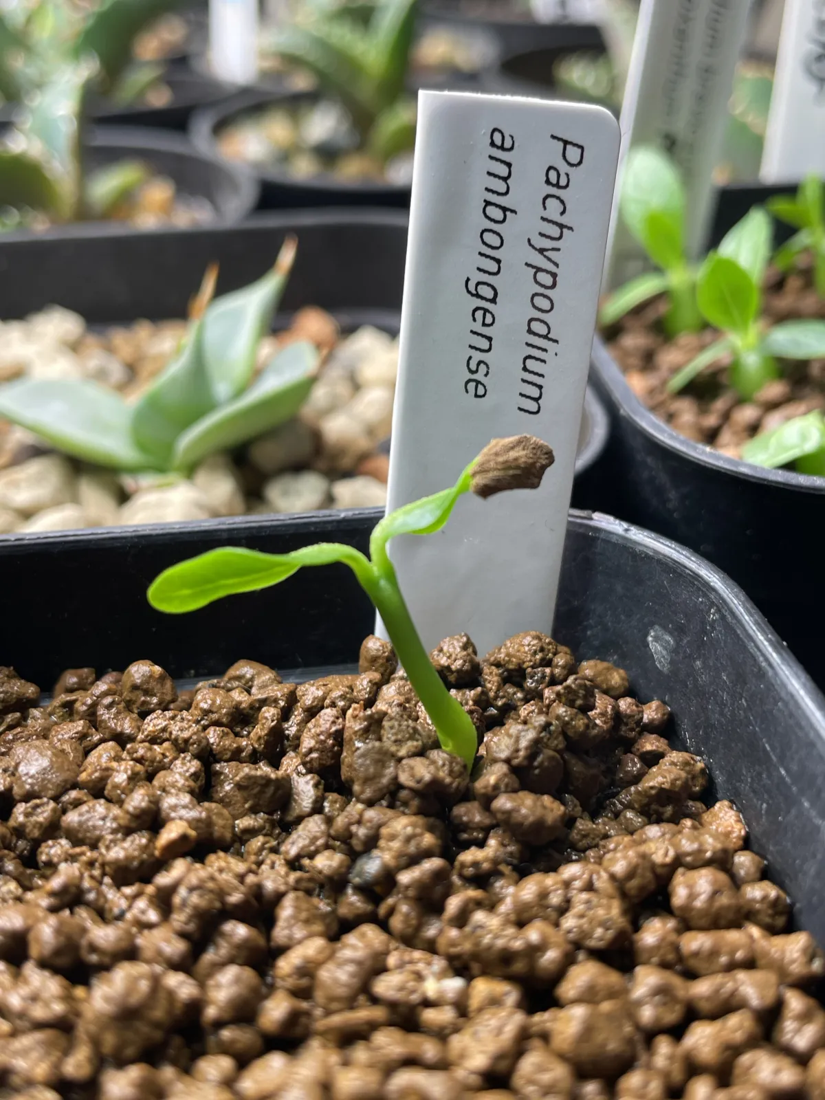 種子] パキポディウム アンボンゲンセ Pachypodium ambongense | 塊根