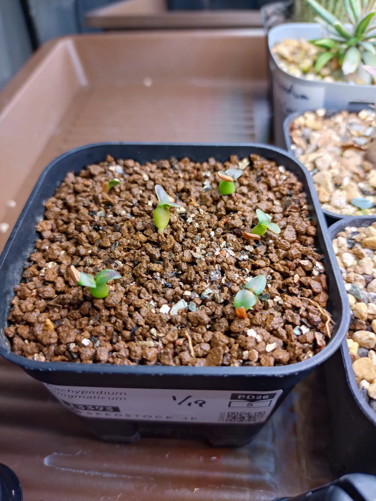 Pachypodium enigmaticum (パキポディウム エニグマチカム)