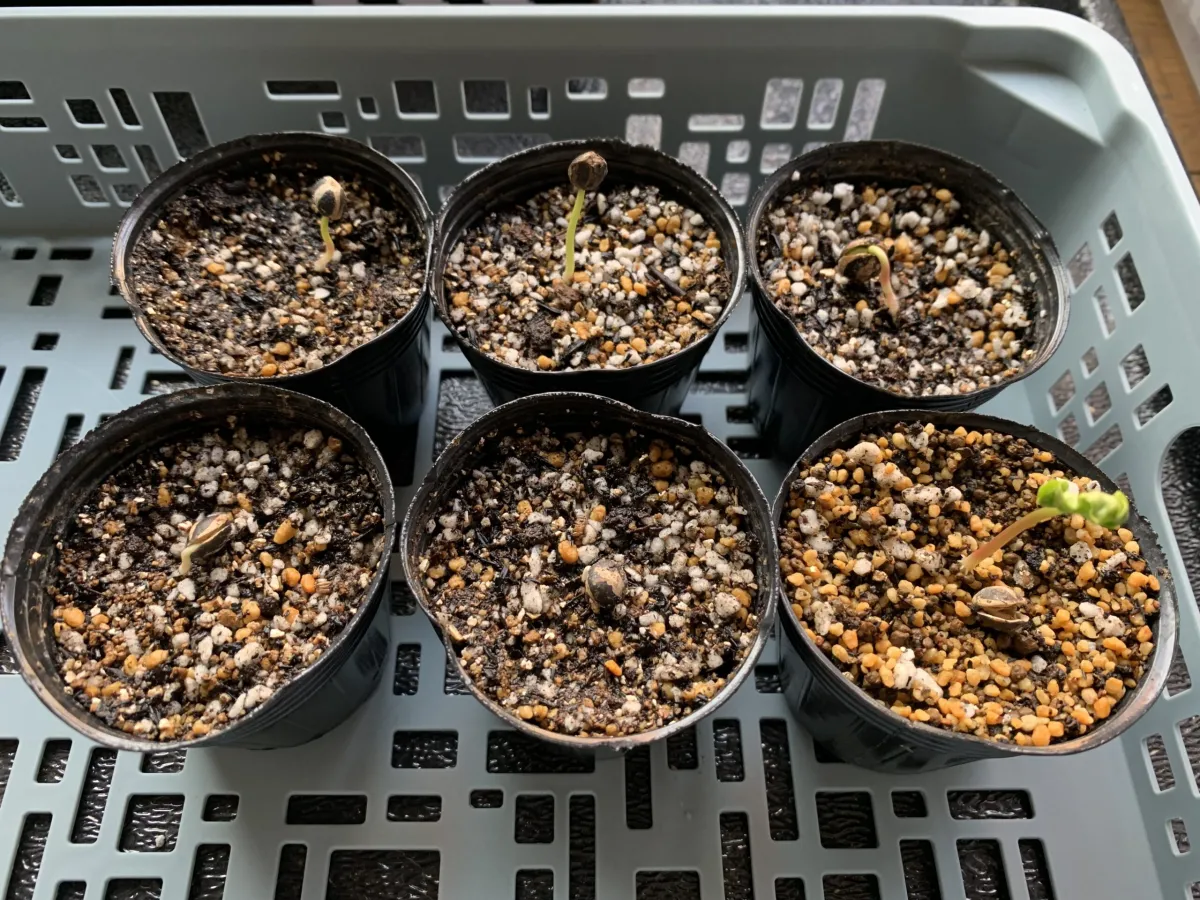 Commiphora mildbraedii (コミフォラ ミルドブラエディ ブラックバーク)