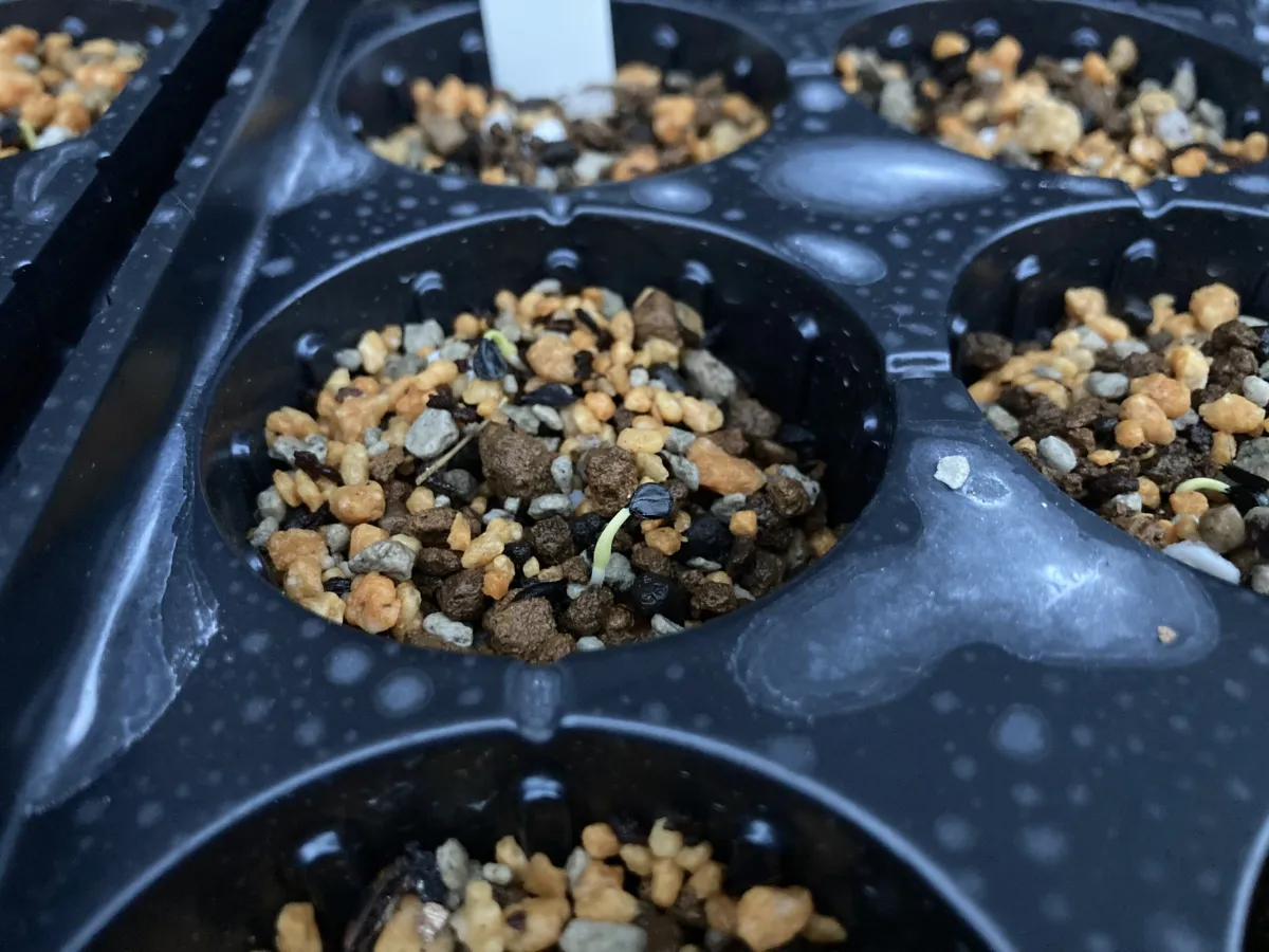 Agave utahensis ssp. utahensis (アガベ ユタエンシス)