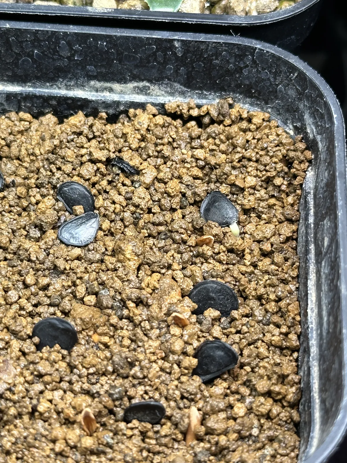 Agave parryi x flexispina (アガベ パリー x フレキシスピナ)