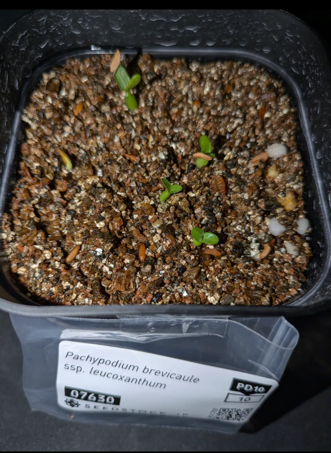Pachypodium brevicaule subsp. leucoxanthum (パキポディウム レウコキサンツム)