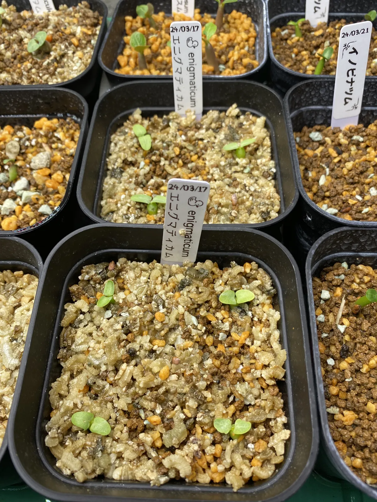 Pachypodium enigmaticum (パキポディウム エニグマチカム)