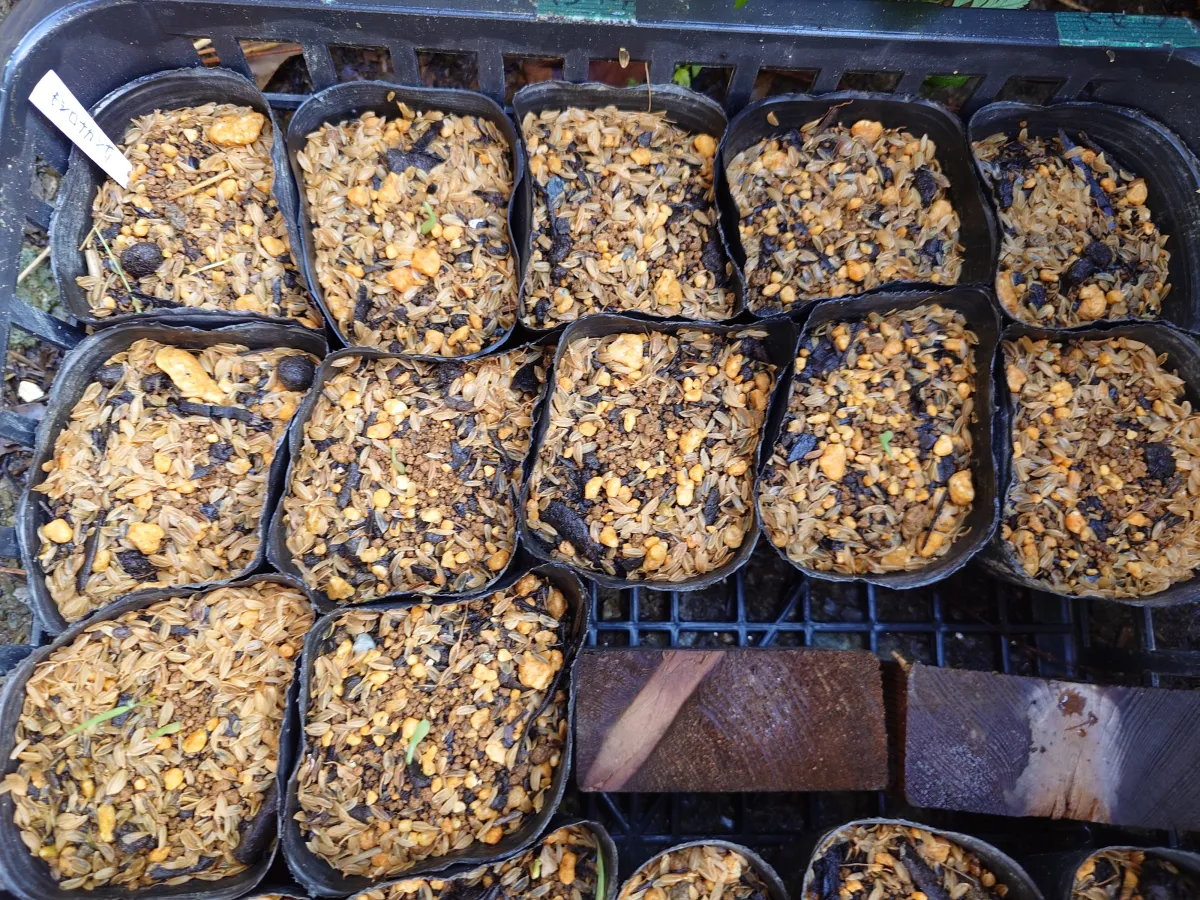 Agave xylonacantha (アガベ キシロナカンサ)