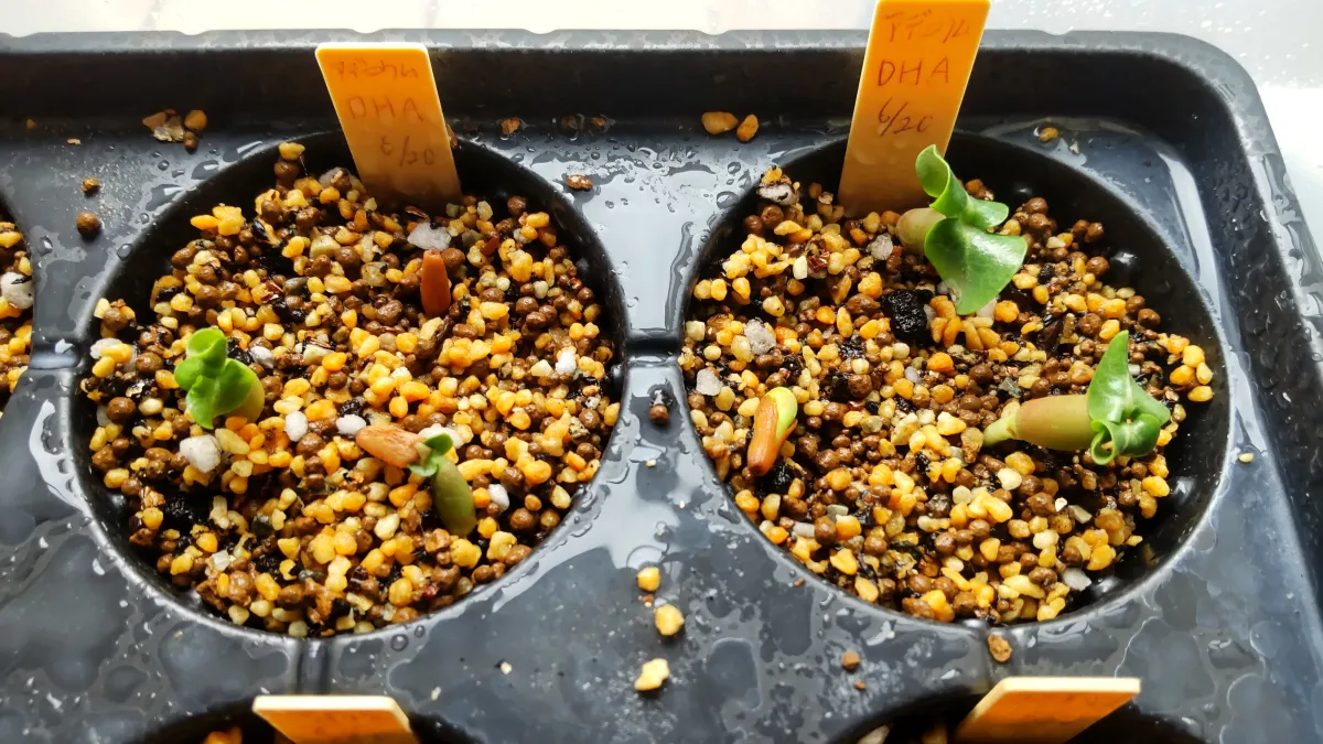 Adenium obesum thai socotranum DHA (アデニウム タイソコ DHA)