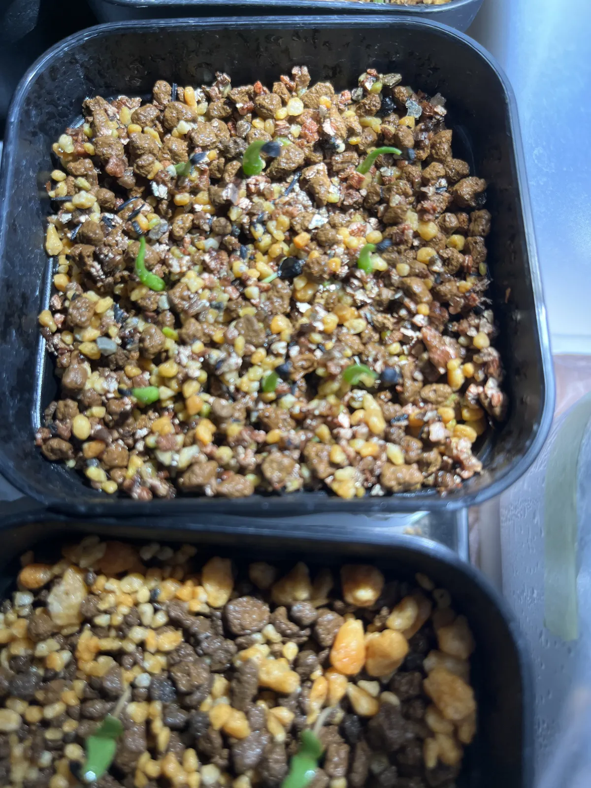 Agave utahensis var. eborispina (アガベ エボリスピナ)