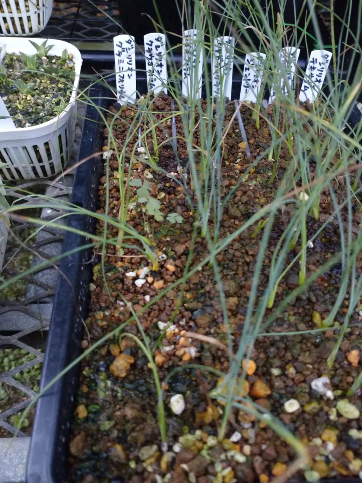 Dasylirion glaucophyllum (ダシリリオン クラウコフィラム)