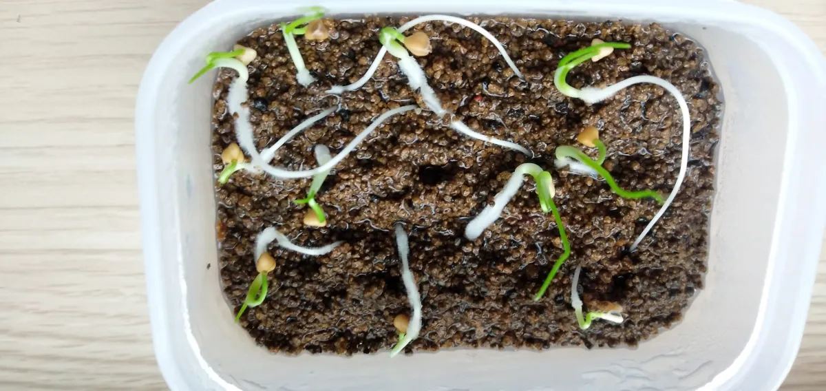 Dasylirion lucidum (ダシリリオン ルキダム)