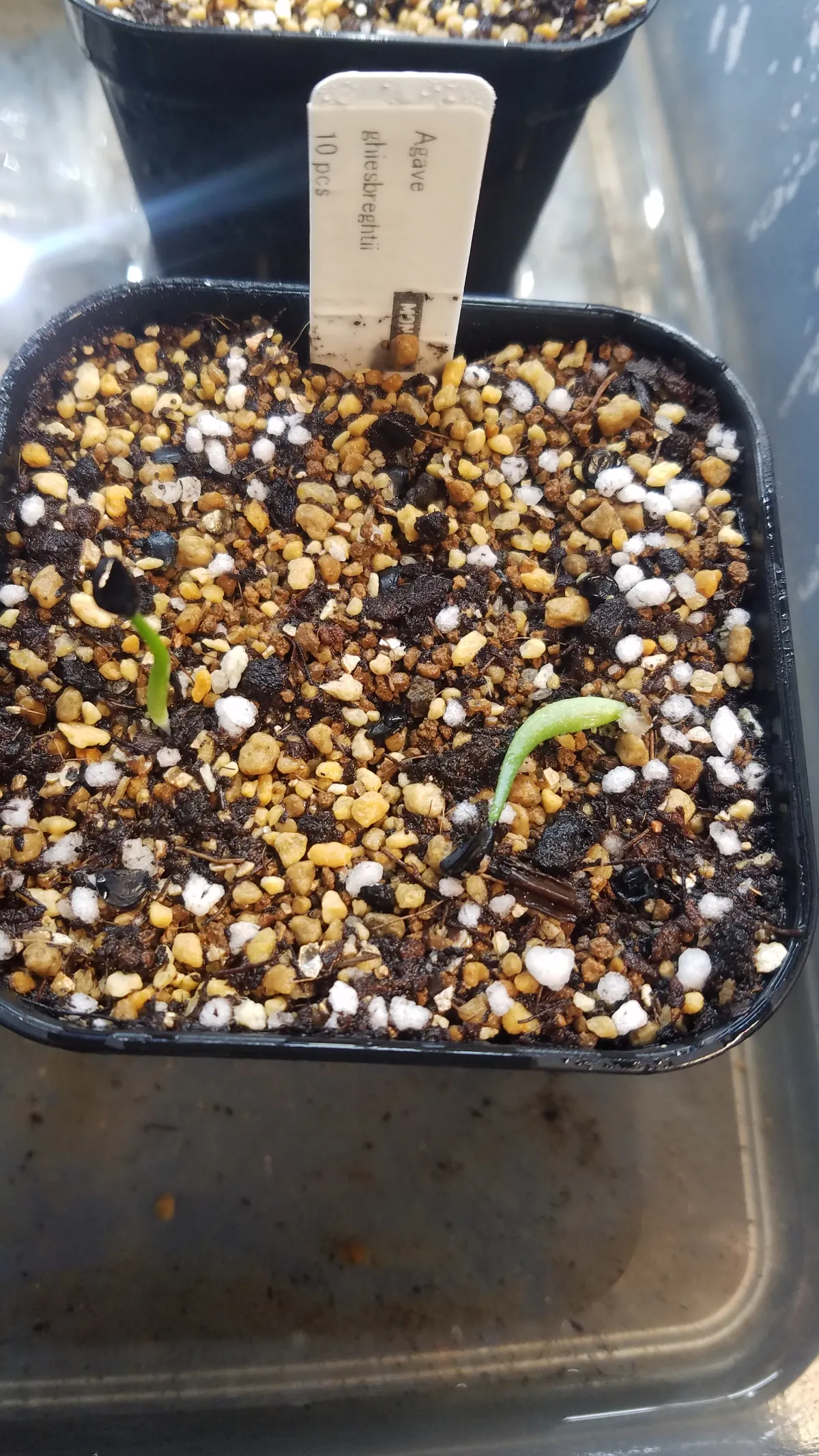 Agave ghiesbreghtii 'Purpusorum' (アガベ パルプソーラム)