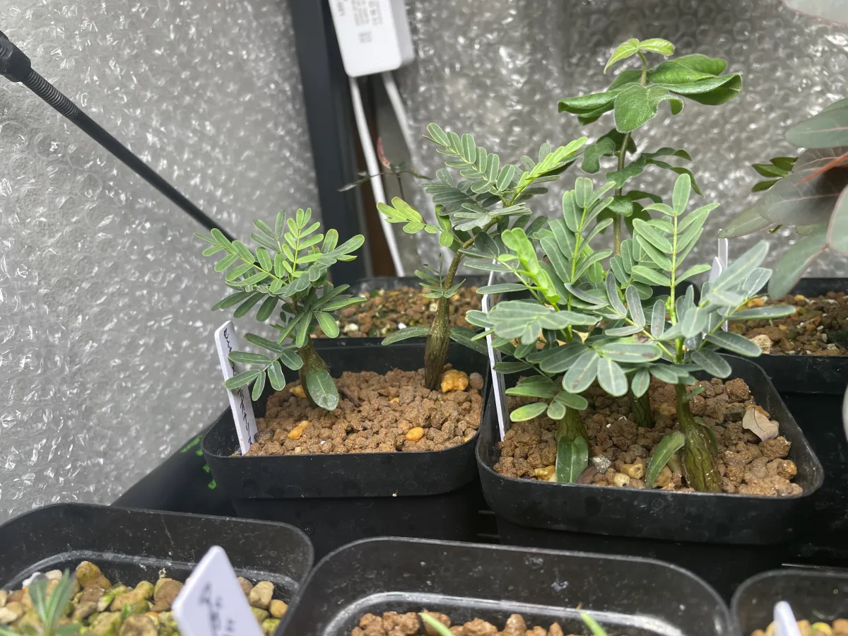 Senna meridionalis (センナ メリディオナリス)