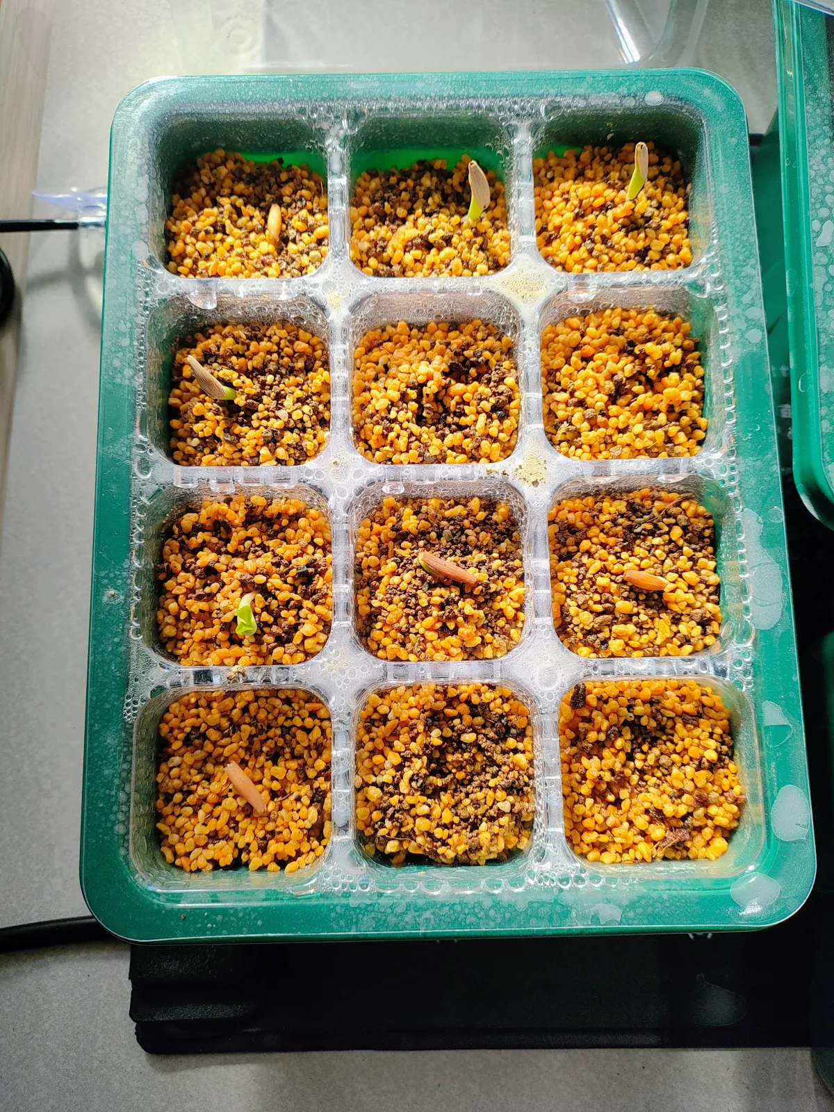 Adenium obesum (アデニウム オベスム)