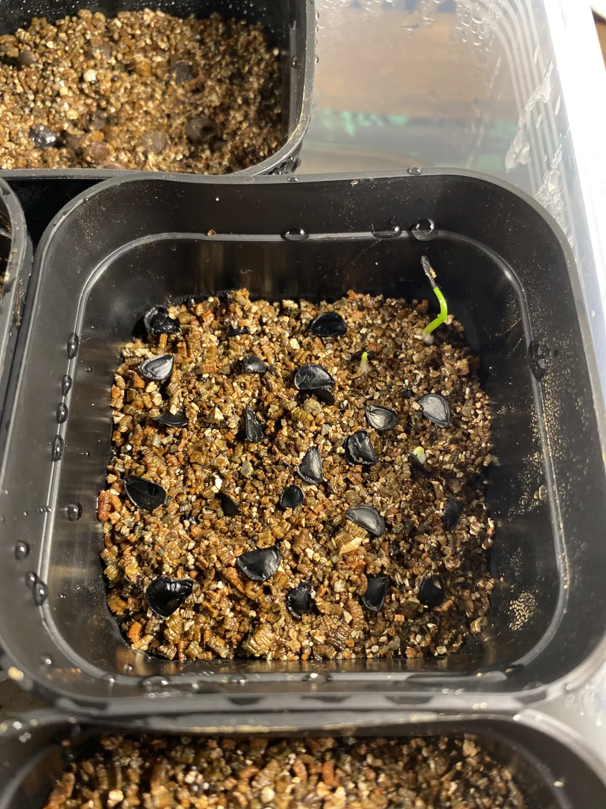 Agave congesta (アガベ コンゲスタ)