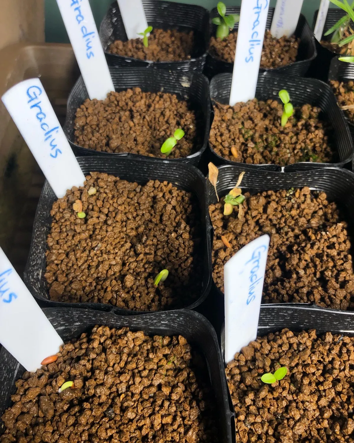 Pachypodium rosulatum var. gracilius (パキポディウム グラキリス)