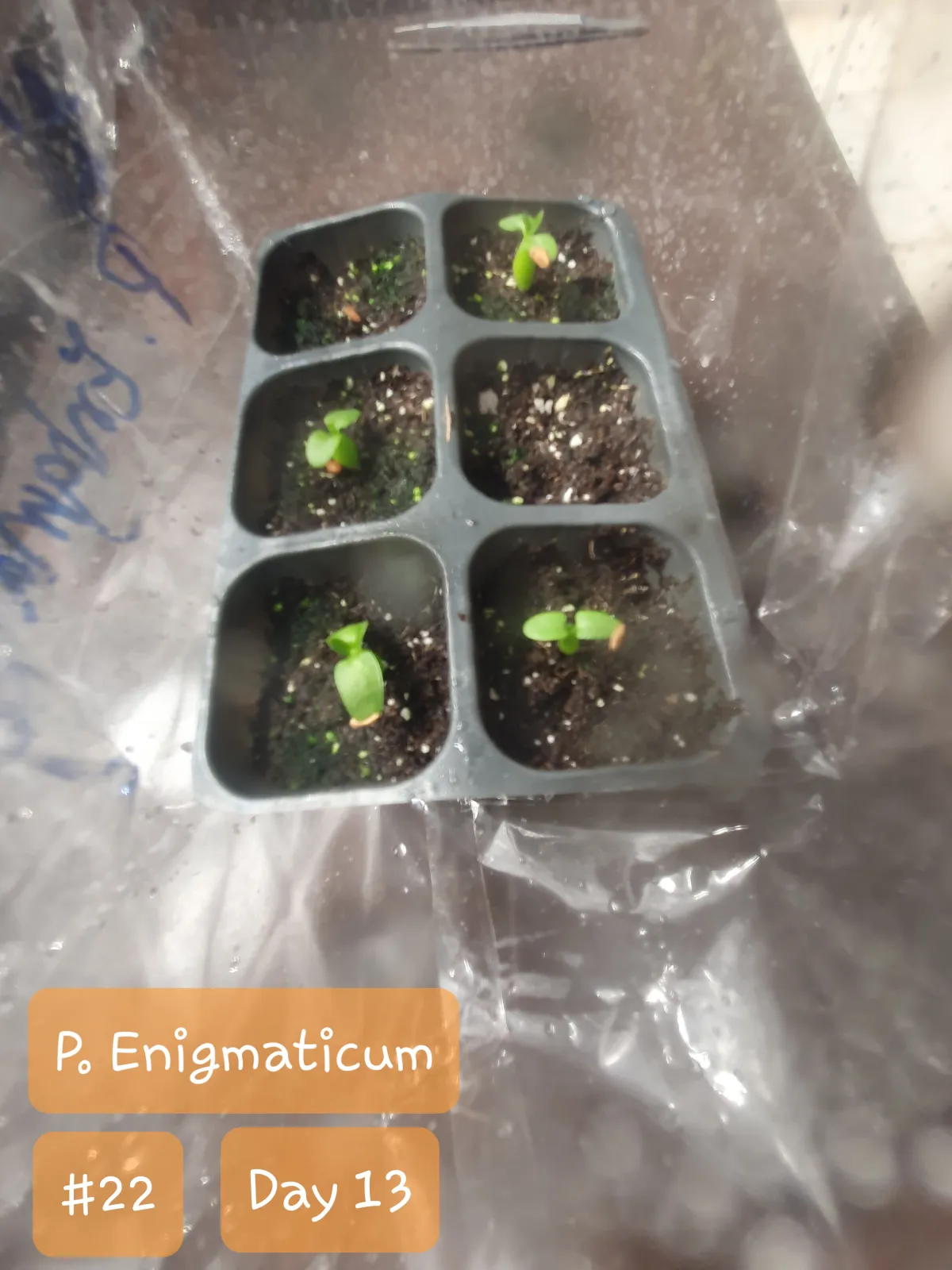 Pachypodium enigmaticum (パキポディウム エニグマチカム)