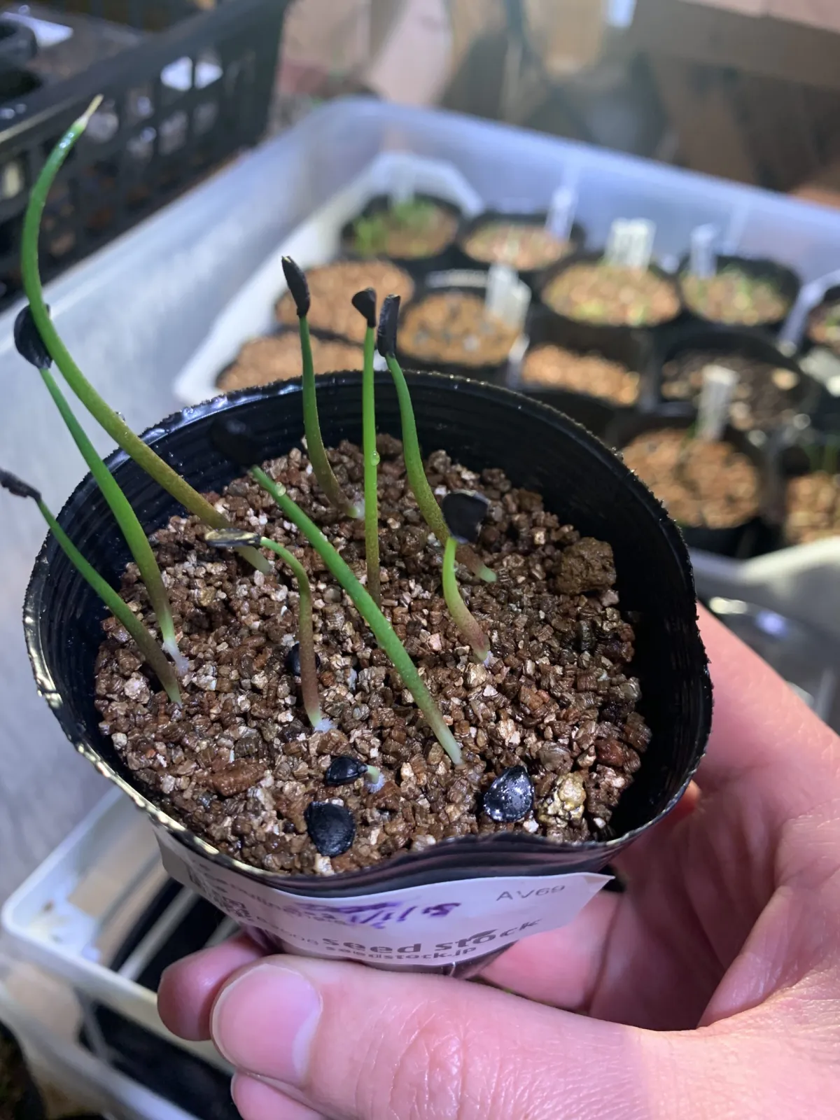 Agave temacapulinensis (アガベ テマカプリネンシス)